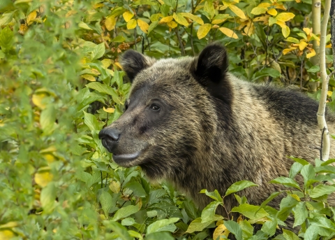 Grizzly bear appears to grin as it is surrounded by brush and vegetation. 
