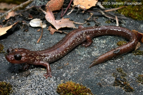 siskiyou mountains salamander on rock with leaves