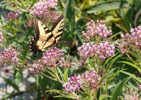 close-up view of a butterfly and a hummingbird moth sipping nectar from some pink flowers. 