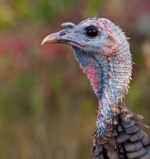 Image of turkey head