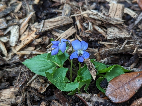 Two purple flowers sticking up from a clump of broad green leaves surrounded by mulch