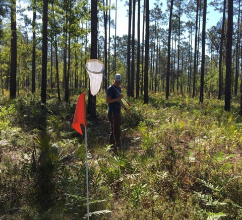 a biologist in a tall pine forest with a insect net.