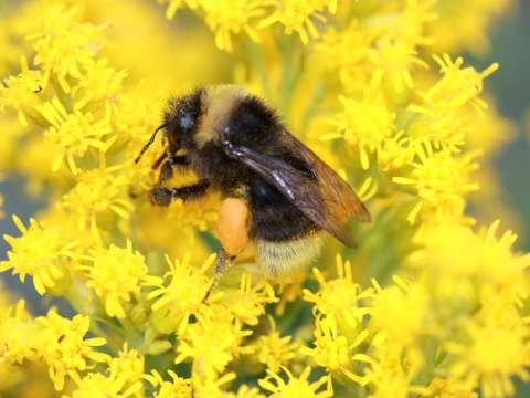 bumble bee on yellow flowers