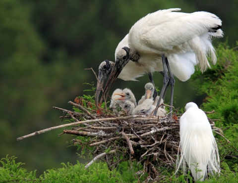 Wood stork with chicks on nest