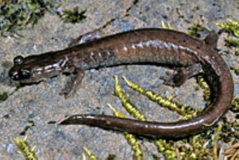adult Scott Bar salamander on a rock with moss