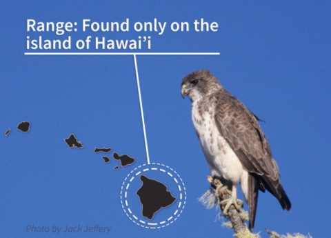 A graph that shows the Hawaiian Islands and points to the range where ʻio is found. 