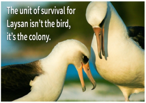 Two Laysan albatross bow to each other on a beach. Text overlay "The unit of survival for Laysan isn't the bird, it's the colony."