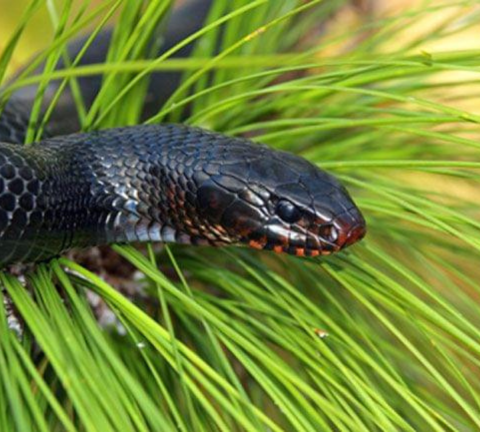 An Eastern indigo snake sits between the needles of a pine tree. The snake has black, shiny scales near its head and red scales on its jaw. 