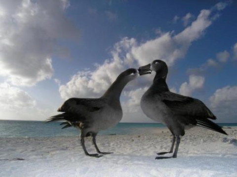 Two black-footed albatross stand along a beach. The sand is white with a blue sky and aqua ocean lay in the backdrop.