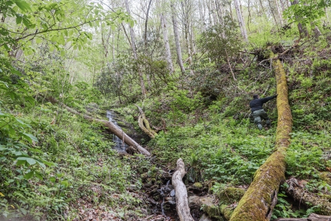 Lone person standing on a forested steep slope beside a small creek