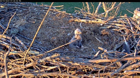 15 day old eaglet in nest
