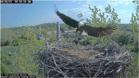 eaglet in nest while adult eagle flies away