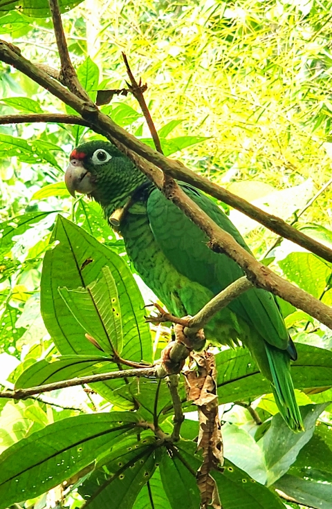 a green bird in a tree