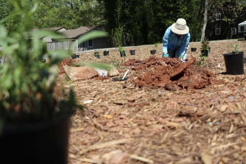 Person kneeling on the ground in a mulch-covered field, digging a hole, surrounded by potted plants