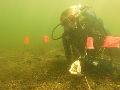 a diver at the bottom of a river holds mussels near four red flaggers