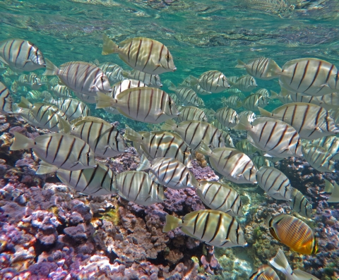 A school of stripped reef fish swim around a coral reef. 