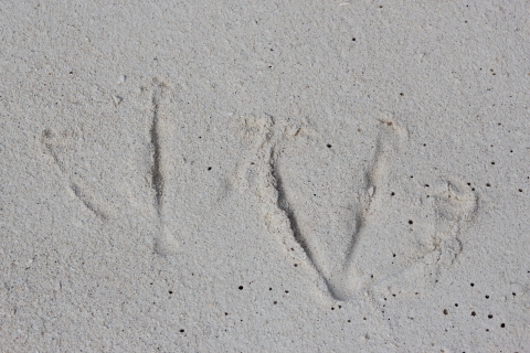 Two albatross foot prints in the sand