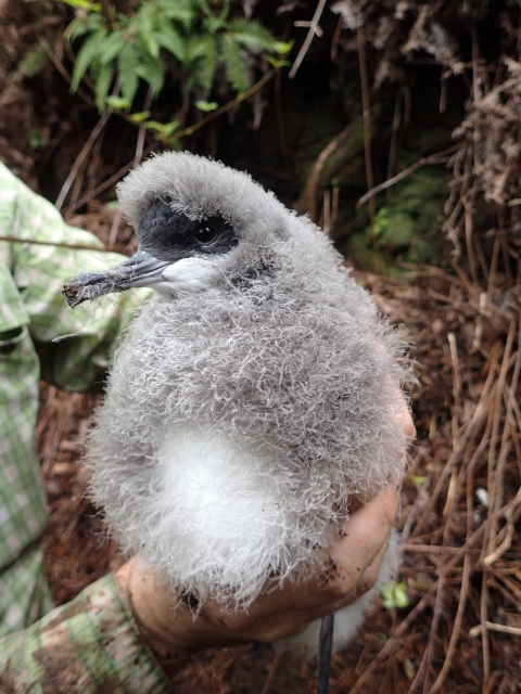 The Newell's shearwater chicks. It is fluffy and grey. 