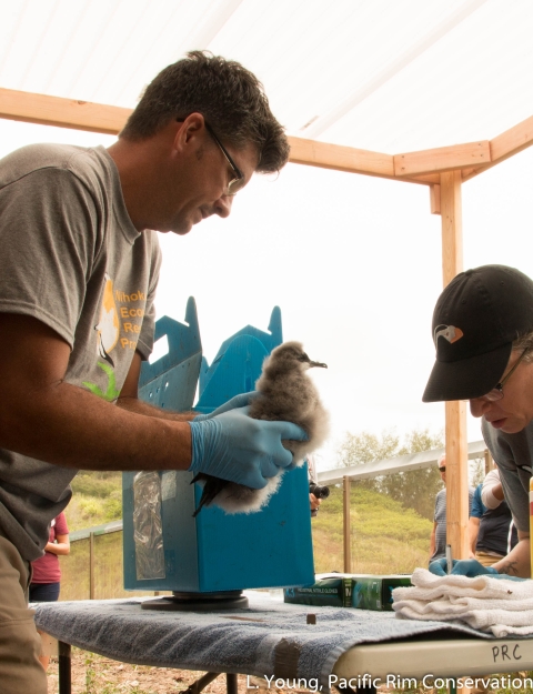 Two members hold a baby Newell's shearwater over a table as they measure it. 