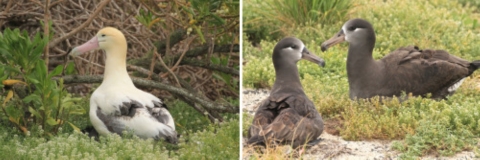 A short-tailed albatross and two black-footed ablatross.