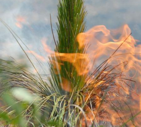 Fire burns over the needs of a longleaf pine tree.