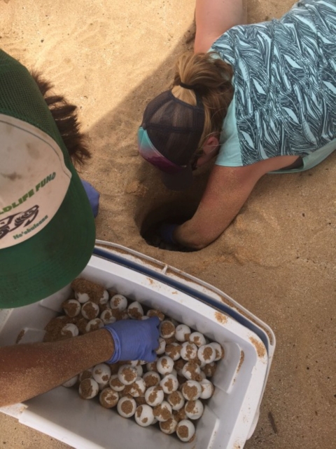 Volunteers dig through the sand to rescue turtle eggs. 