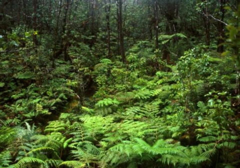 Hakalau Forest. Bright green plant life teams the floor of this forest. 