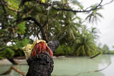 A strawberry hermit crab on a branch. It is bright red. 