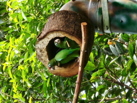 two green birds in an artificial nest cavity