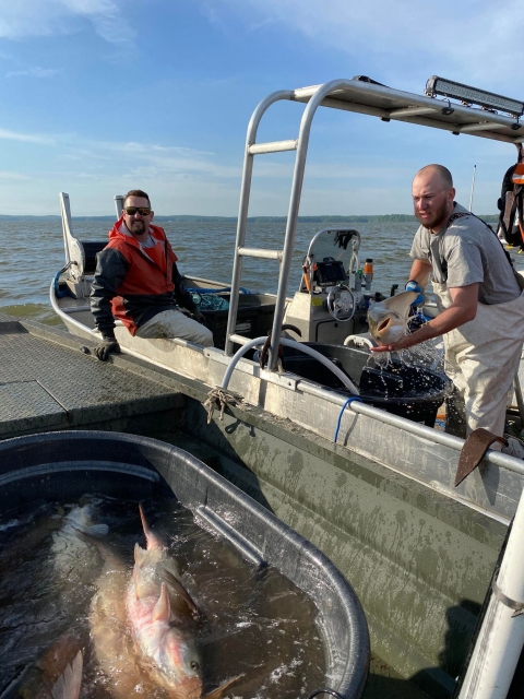 KDFWR employee transferring fish from boat to tub