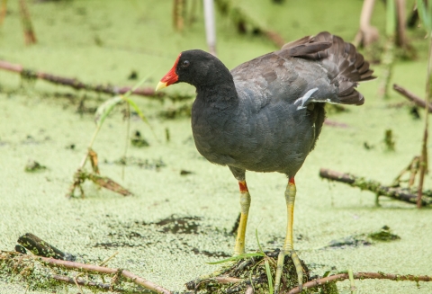 Common gallinule standing in shallow water surrounded by duck weed