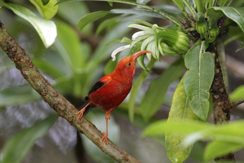 An ʻiʻiwi stands on a branch. It has bright red feathers with black wings. Its long, curved beak is open. 