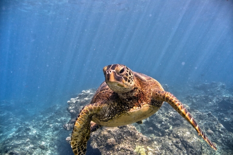 A green sea turtle swims along a reef. It is several shades of brown, spotted with dark spots and a light, tan underbelly. 