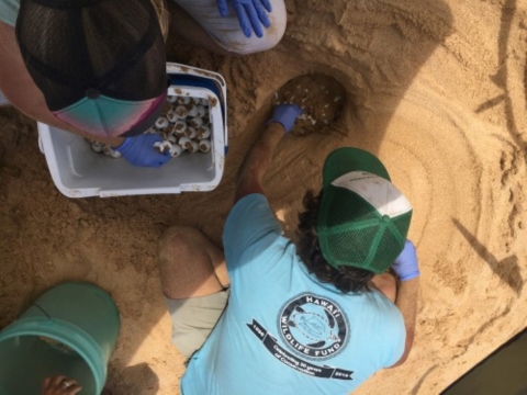 Volunteers from Hawaii Wildlife Fund, and U. S. Fish and Wildlife Biologists work to excavate a hawksbill turtle nest. They dig through the sand to remove turtle eggs.