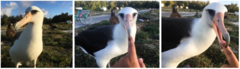 A collage of a Laysan albatross