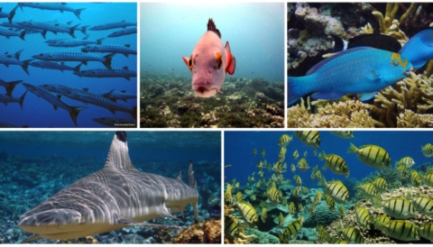 A collage of sea life found around Palmyra Atoll. 