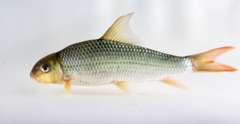 A small silvery fish in front of a white background. The fish's fins have a pinkish tinge.