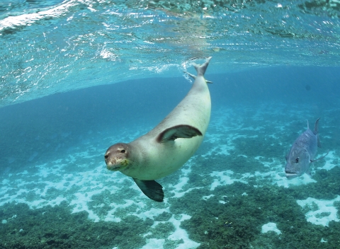 A Hawaiian monk seal swims beneath the surface of the ocean. 