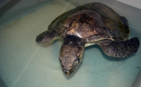 A sea turtle sits in a bath for rehabilitation
