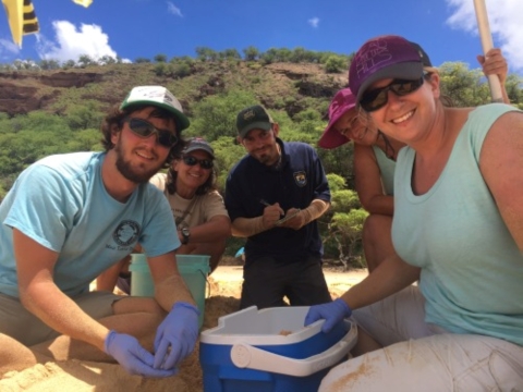 Volunteers from Hawaii Wildlife Fund and U. S. Fish and Wildlife Biologists work to excavate a hawksbill turtle nest. They dig through the sand to remove turtle eggs.