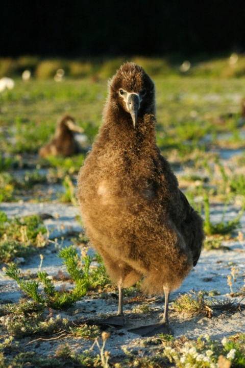 A young Laysan albatross stands in the field. 