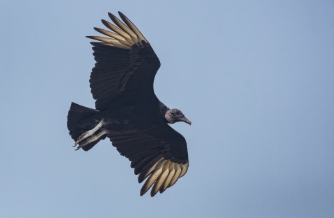Black vulture soaring