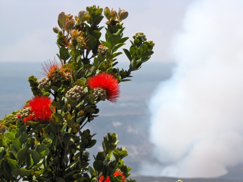 ʻŌhiʻa lehua blossoms near the vent of an active volcano. Steam rises from the backdrop. 