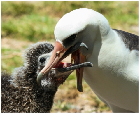 A Laysan albatross feeds a baby albatross