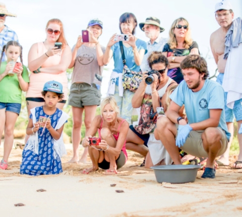Volunteers look on as rescued hawksbill hatchlings are released after a nest excavation by project co-coordinator Luke Sundquist,