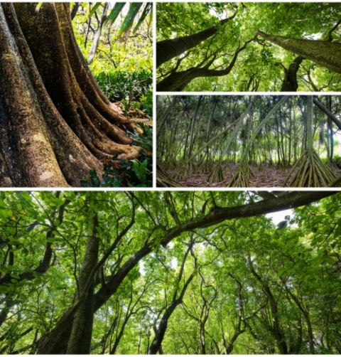 A collage of native pisonia trees. Each is vast in height, with bright green leaves. The canopy umbrellas over the ground like a vast cavern. 