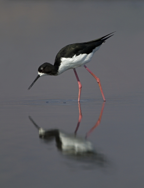 An aeʻo wading in the waters. It has a reflection looking back at it. A black upper half with a white under belly, the aeʻo looks for food. 