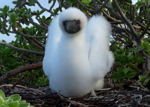 A red booby chick at Johnston Atoll National Wildlife Refuge sitting in its nest. It is covered in white fur. 