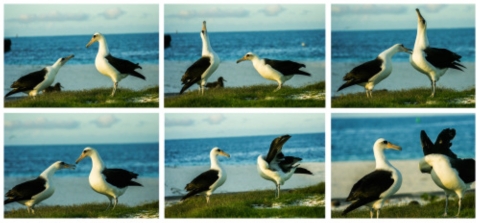 A collage of Laysan albatross bowing to one another as they practice their mating dance. 