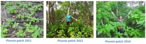A collage of three pisonia trees. 